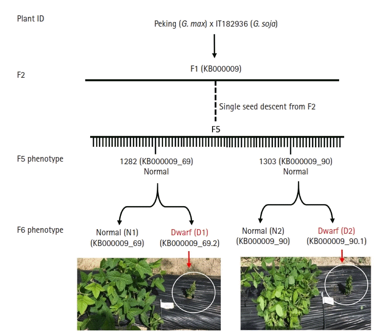 Whole-genome sequencing and intensive analysis of the undomesticated  soybean (Glycine soja Sieb. and Zucc.) genome